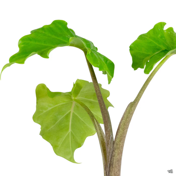 Alocasia 'Low Rider'