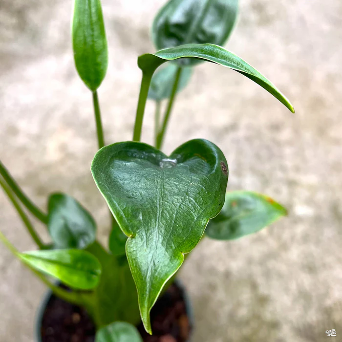 Alocasia 'Tiny Dancer'