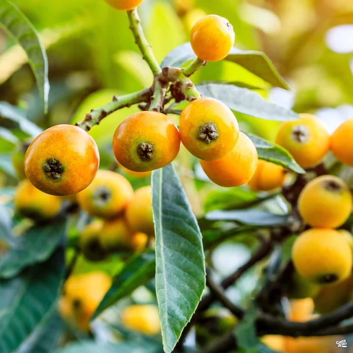 4042-fruiting-loquat-big-jim-1.webp Fruiting Loquat 'Big Jim'