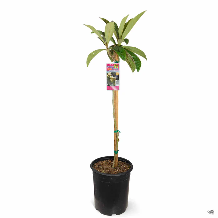 4042-fruiting-loquat-big-jim-3.webp Fruiting Loquat 'Big Jim'