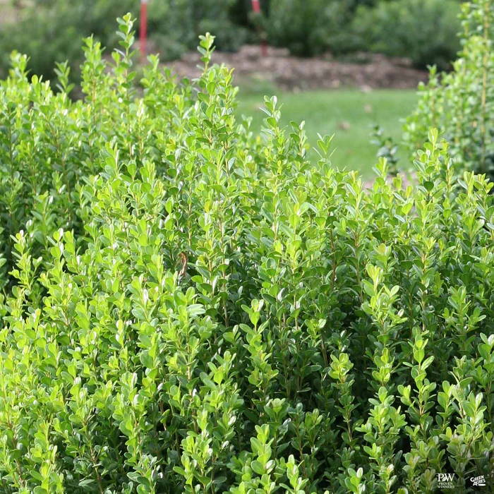 Sprinter  Boxwood