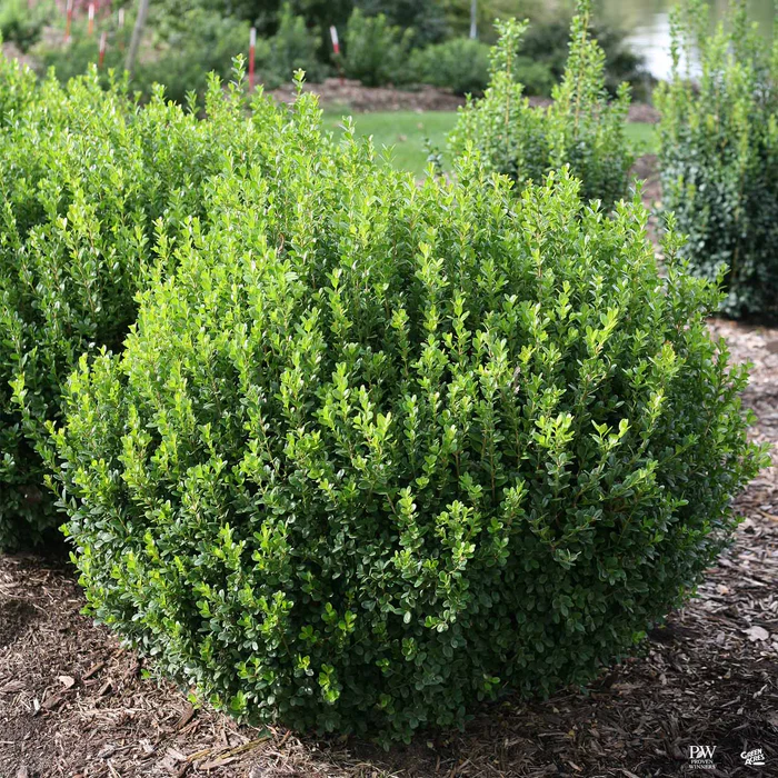 Sprinter  Boxwood