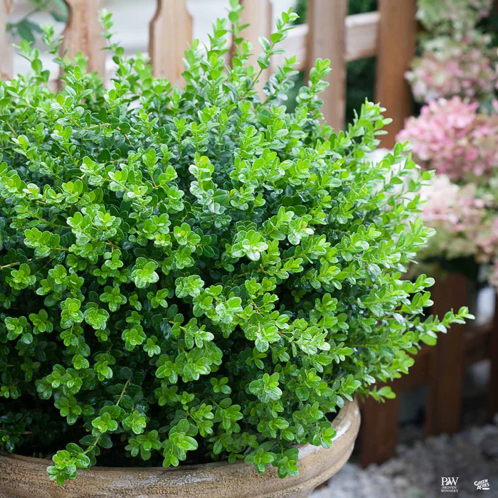 Sprinter  Boxwood