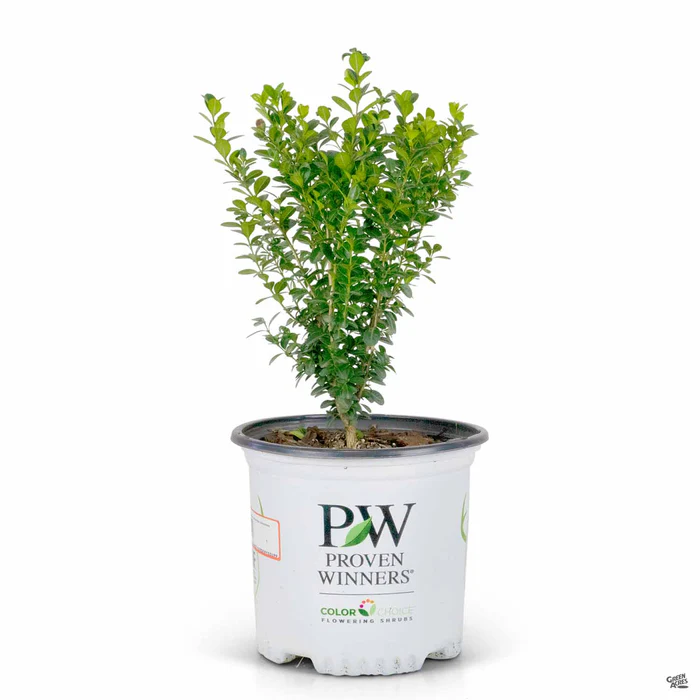 Sprinter  Boxwood