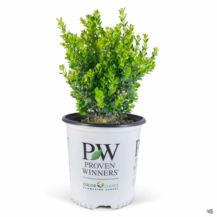 Sprinter  Boxwood