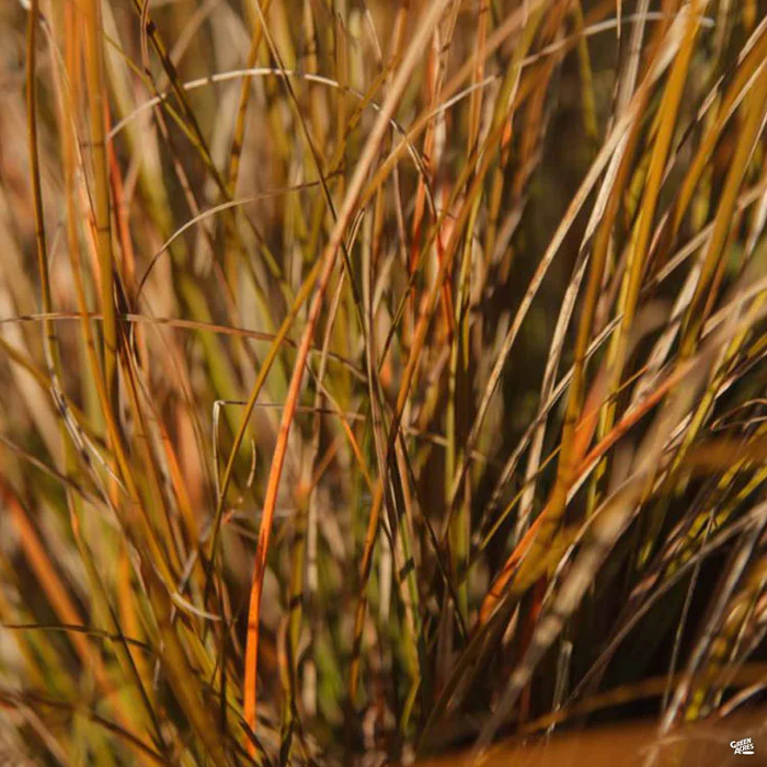4052-orange-sedge-prairie-fire-1.webp Orange Sedge 'Prairie Fire'