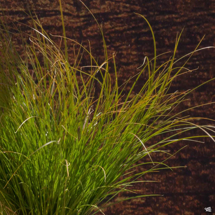 4052-orange-sedge-prairie-fire-2.webp Orange Sedge 'Prairie Fire'