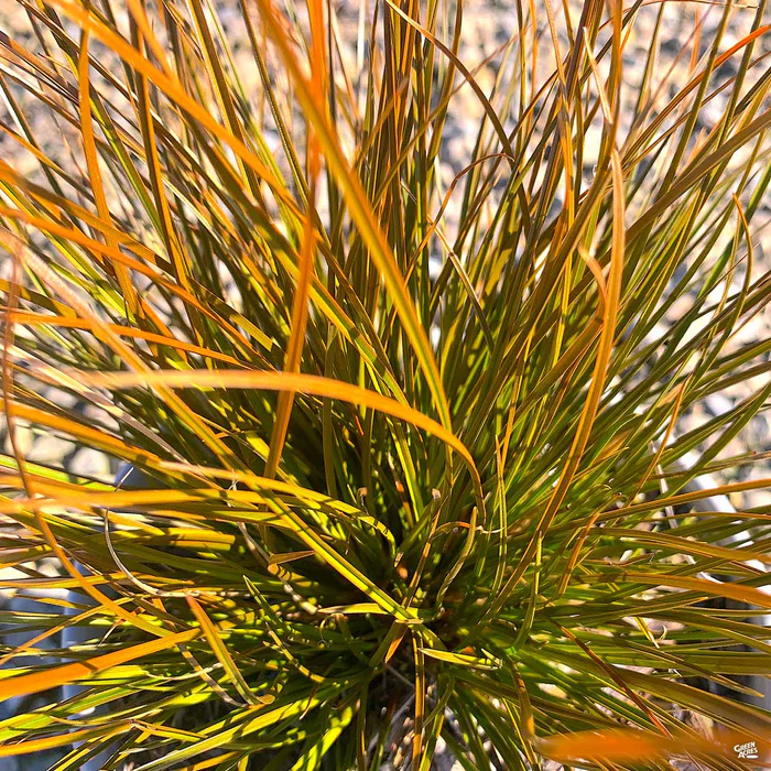4052-orange-sedge-prairie-fire-3.webp Orange Sedge 'Prairie Fire'