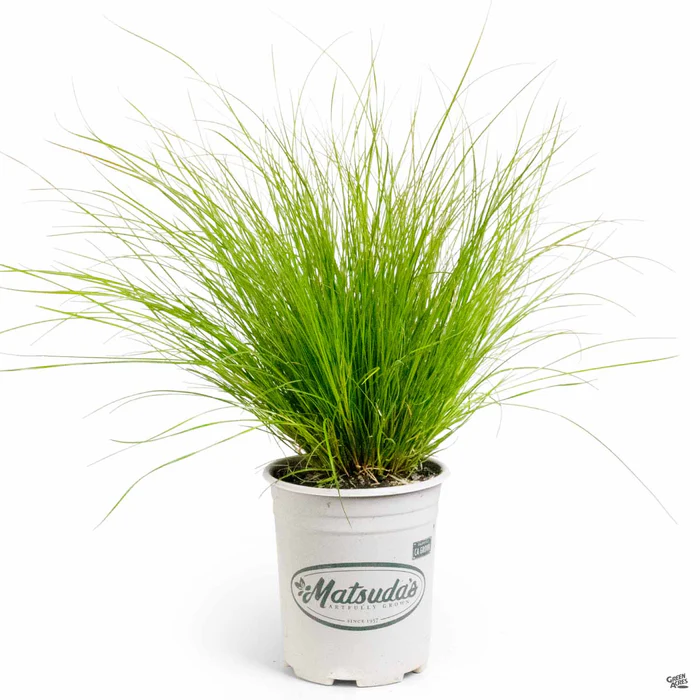 4052-orange-sedge-prairie-fire-4.webp Orange Sedge 'Prairie Fire'