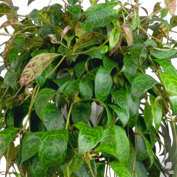 Lipstick Plant 'Black Pagoda'