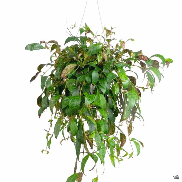 Lipstick Plant 'Black Pagoda'