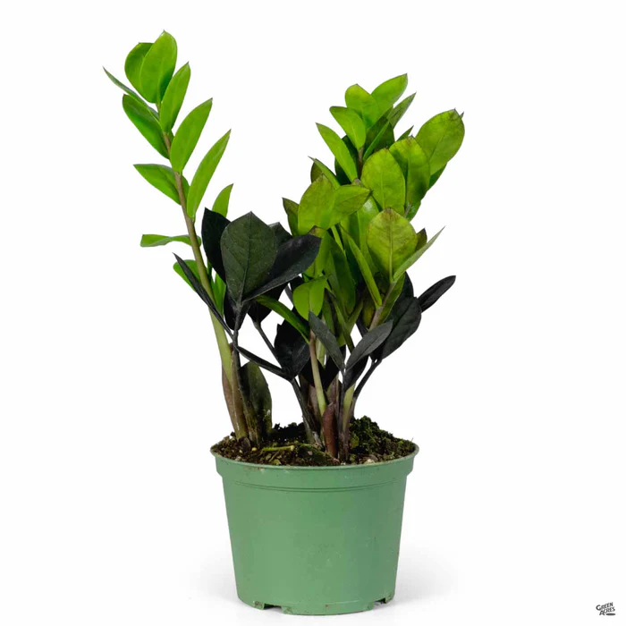 ZZ Plant 'Oscura'
