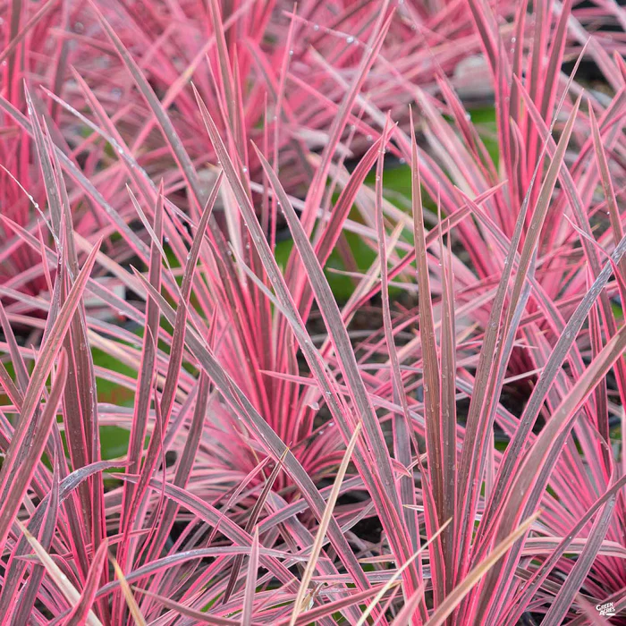 4056-cordyline-charlie-boy-1.webp Cordyline 'Charlie Boy'