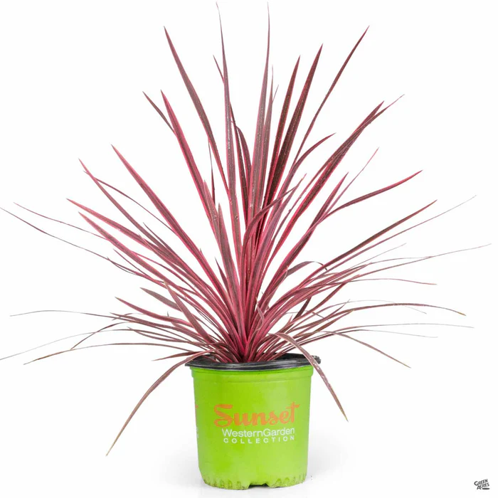 Cordyline 'Charlie Boy'