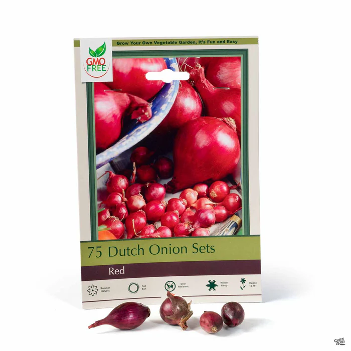Dutch Onion 'Red'