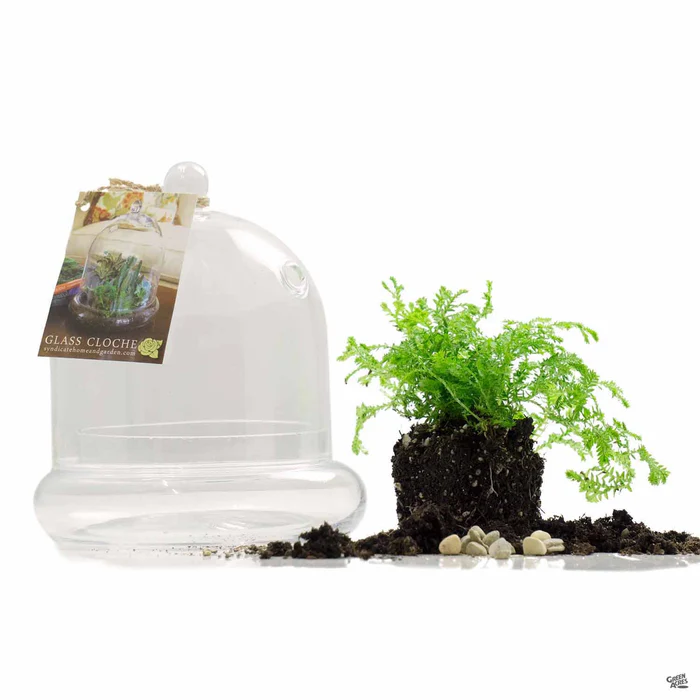 407-terrarium-cloche-4.75-1.webp Terrarium Cloche 4.75"