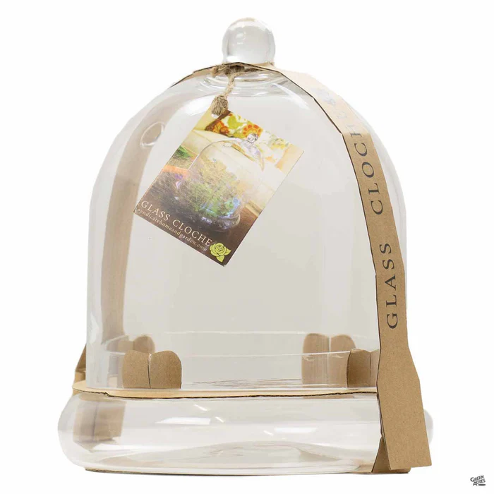 Terrarium Cloche 4.75"