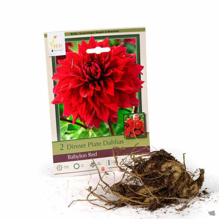 Dahlia ‘Babylon Red’, Dinnerplate
