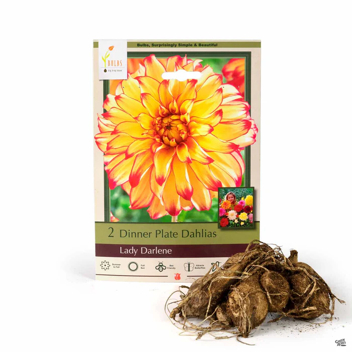 4076-dahlia-lady-darlene-dinnerplate-1.webp Dahlia ‘Lady Darlene’, Dinnerplate