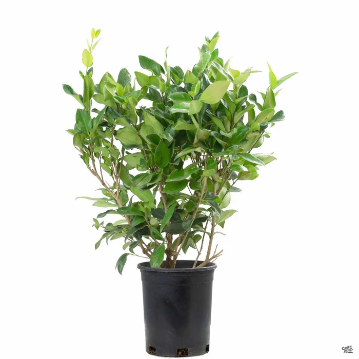 408-texas-privet-1.webp Texas Privet