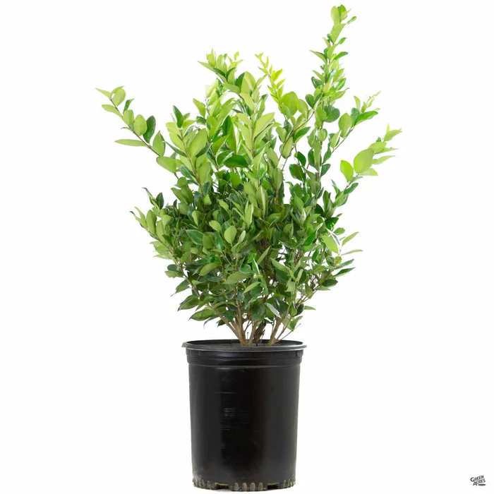 408-texas-privet-2.webp Texas Privet