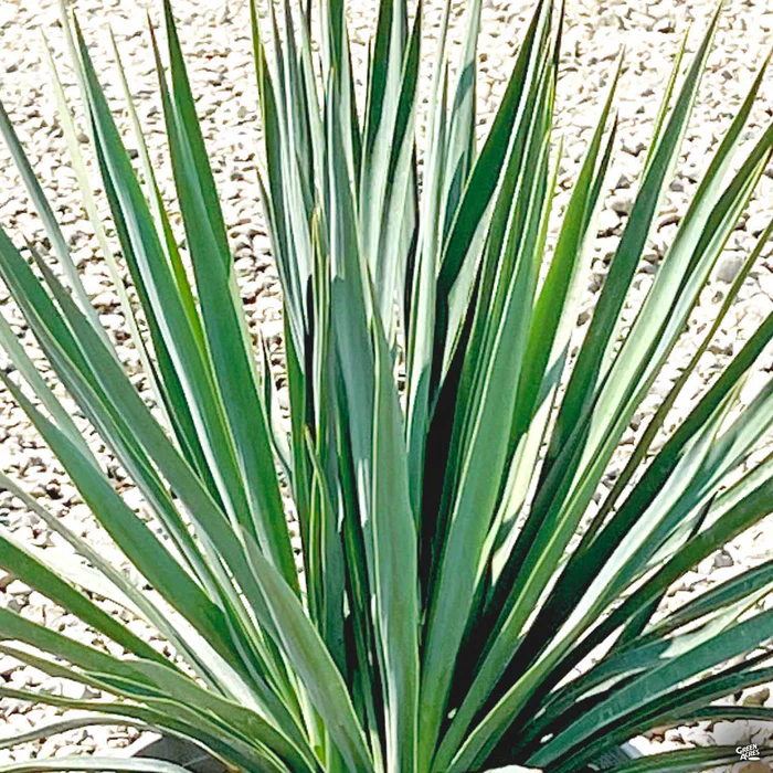Yucca 'Blue Sentry'