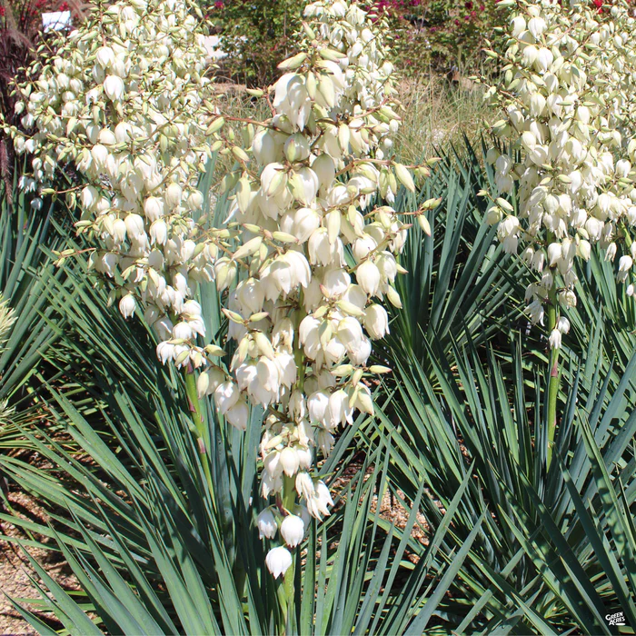 Yucca 'Blue Sentry'