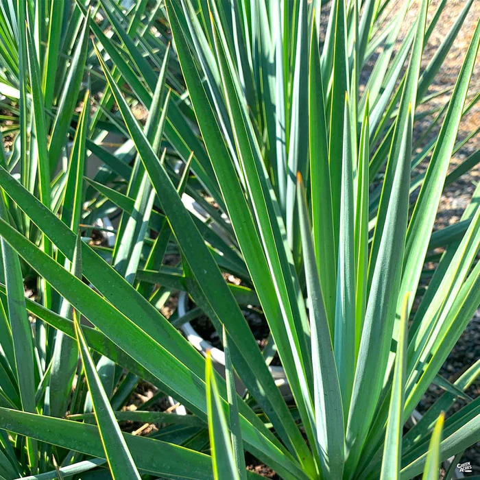 Yucca 'Blue Sentry'
