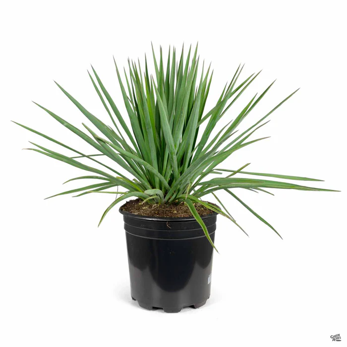 Yucca 'Blue Sentry'