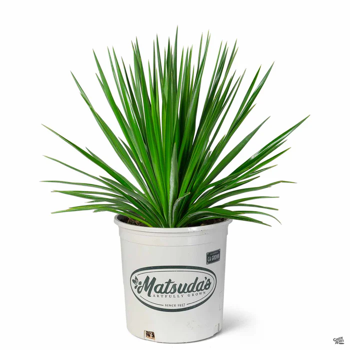 Yucca 'Blue Sentry'