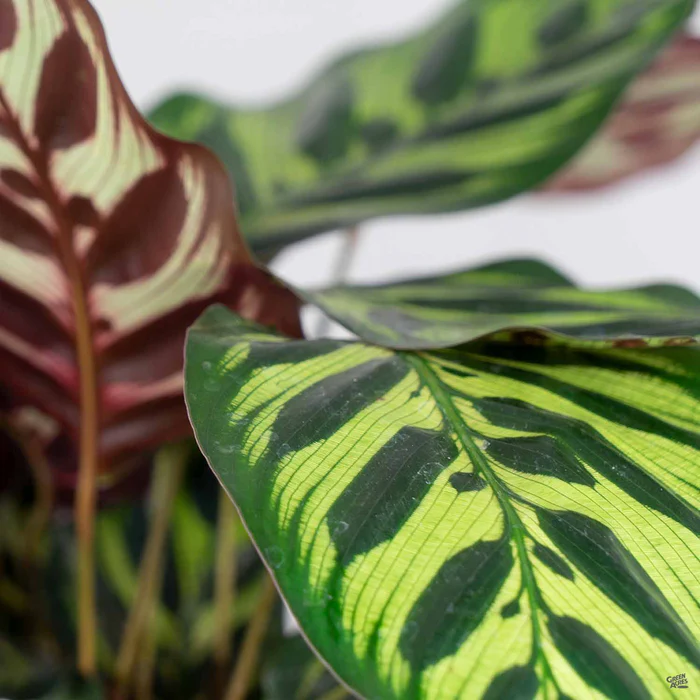 4108-calathea-makoyana-1.webp Calathea 'Makoyana'