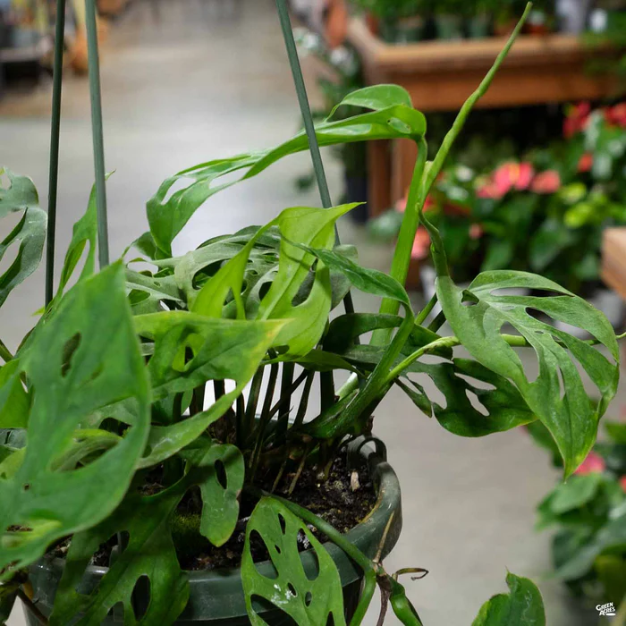 4111-swiss-cheese-plant-1.webp Swiss Cheese Plant