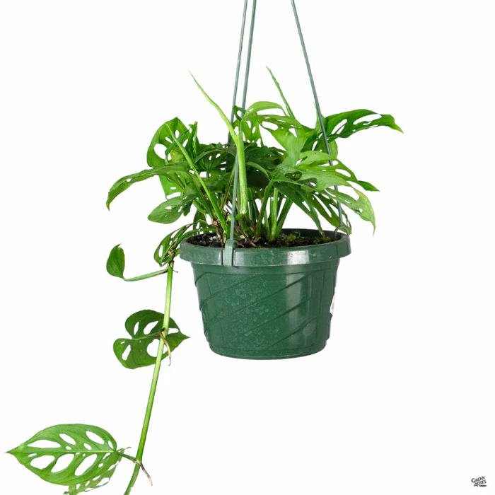 4111-swiss-cheese-plant-2.webp Swiss Cheese Plant