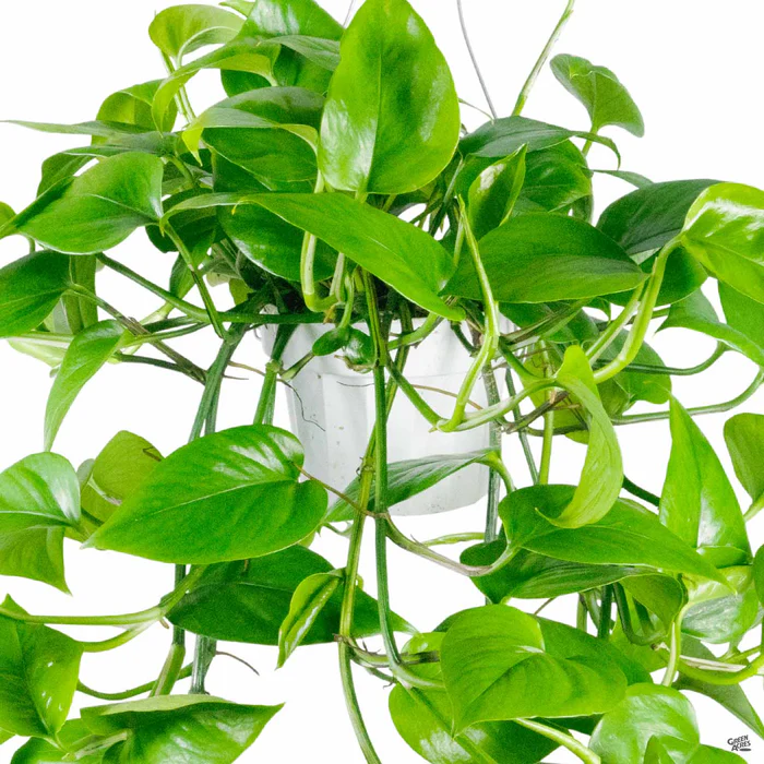 Pothos 'Green Jade'