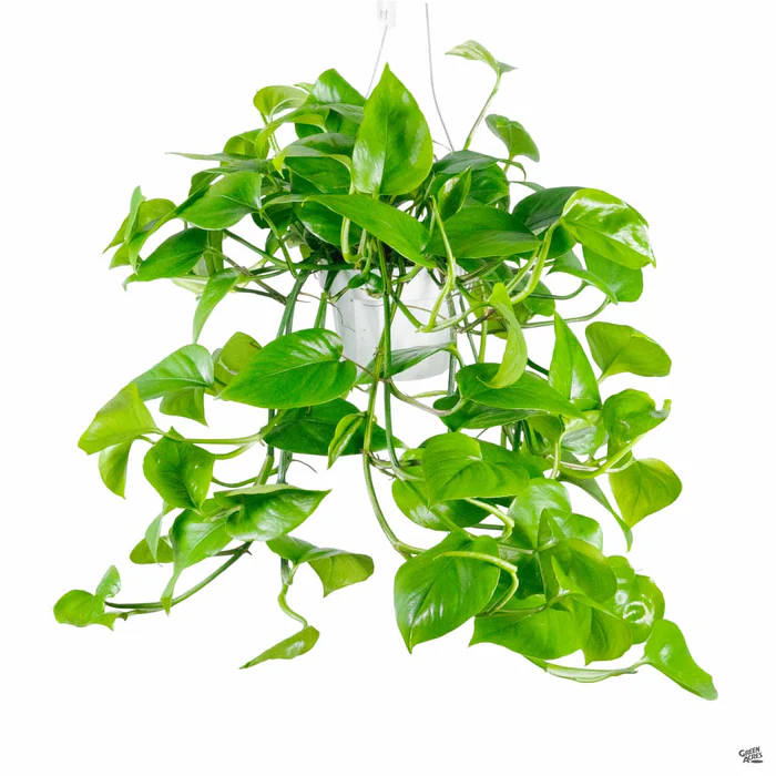 Pothos 'Green Jade'