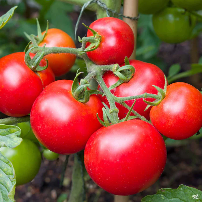4135-tomato-fourth-of-july-1.webp Tomato 'Fourth of July'