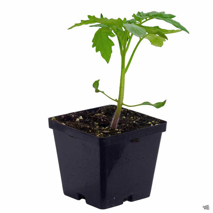 4135-tomato-fourth-of-july-2.webp Tomato 'Fourth of July'