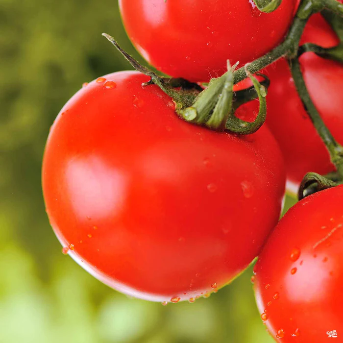 4136-tomato-jetsetter-1.webp Tomato 'Jetsetter'
