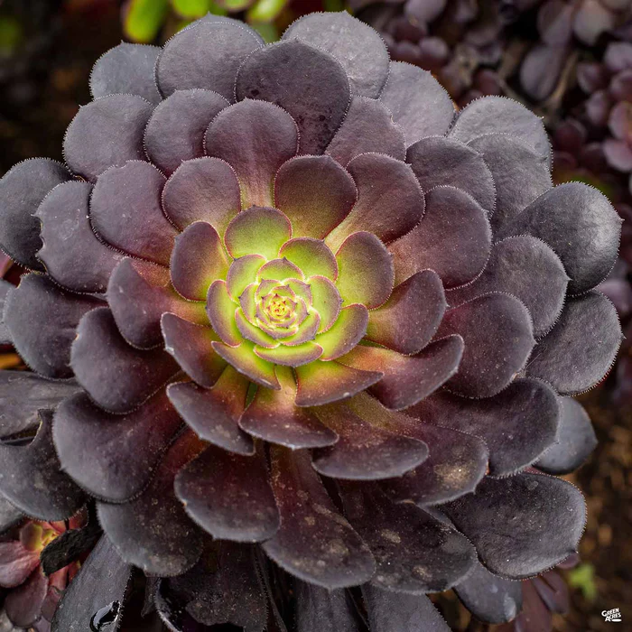 Aeonium 'Zwartkop'