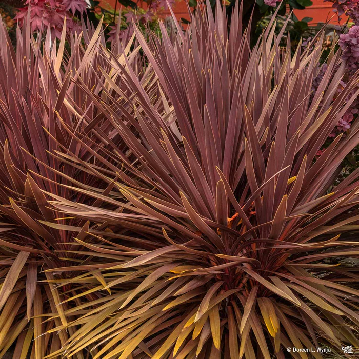 Cordyline 'Red Star'