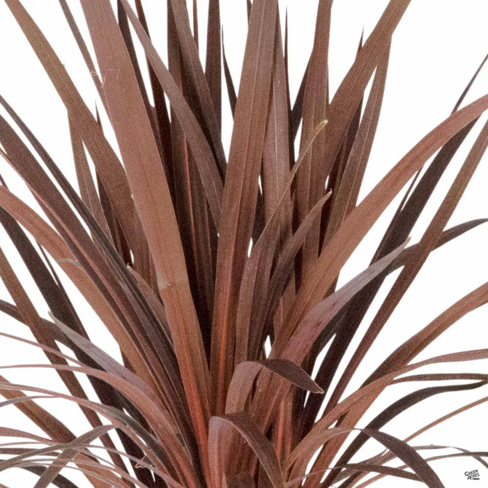 4142-cordyline-red-star-2.webp Cordyline 'Red Star'