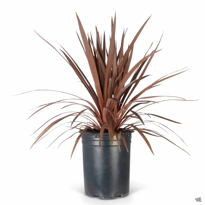 4142-cordyline-red-star-3.webp Cordyline 'Red Star'