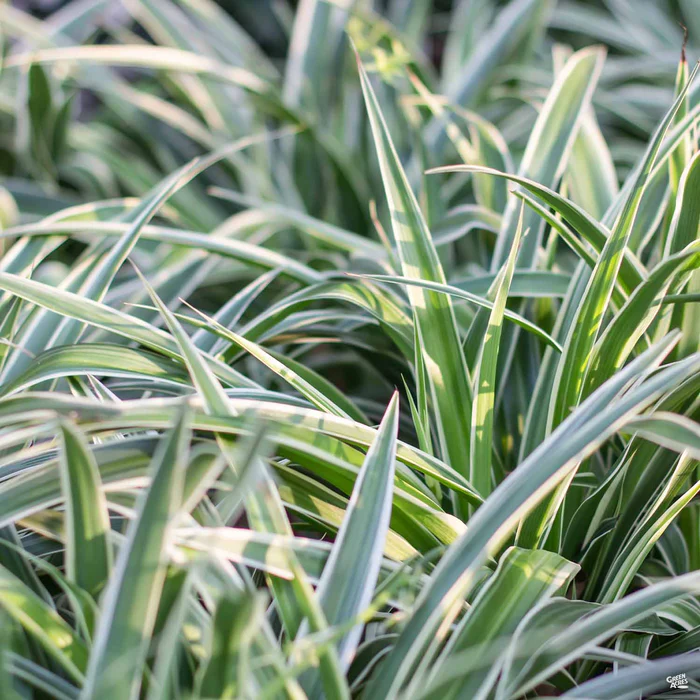 Variegated Flax Lily