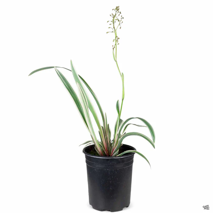 Variegated Flax Lily