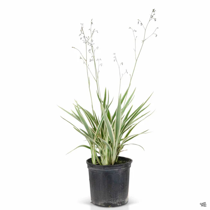 Variegated Flax Lily