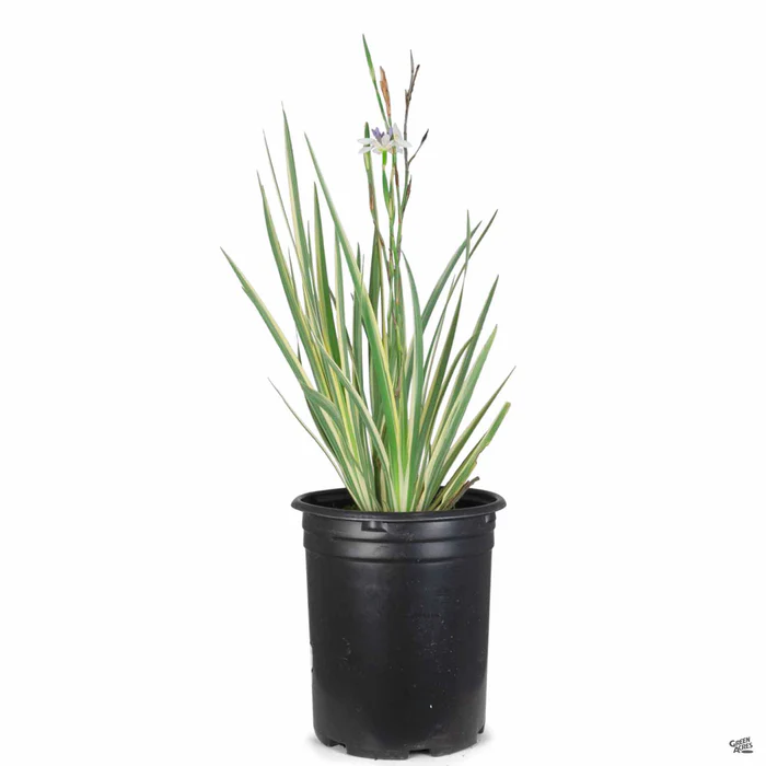 Variegated Flax Lily