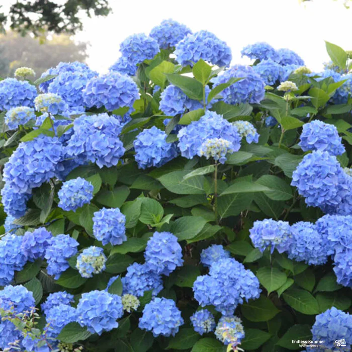 4159-endless-summer-the-original-bigleaf-hydrangea-1.webp Endless Summer The Original Bigleaf Hydrangea