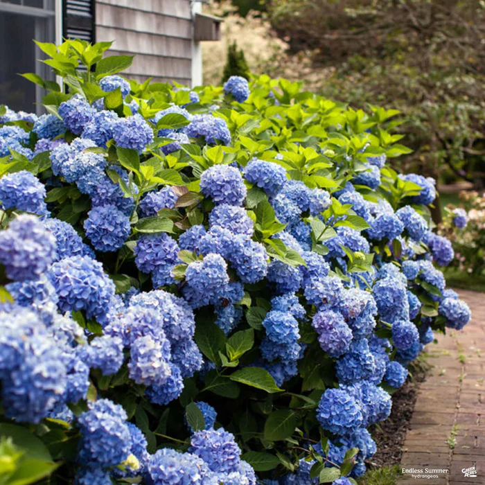 4159-endless-summer-the-original-bigleaf-hydrangea-2.webp Endless Summer The Original Bigleaf Hydrangea