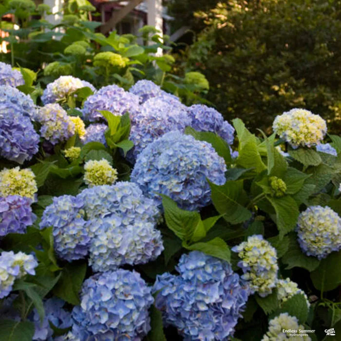 4159-endless-summer-the-original-bigleaf-hydrangea-3.webp Endless Summer The Original Bigleaf Hydrangea