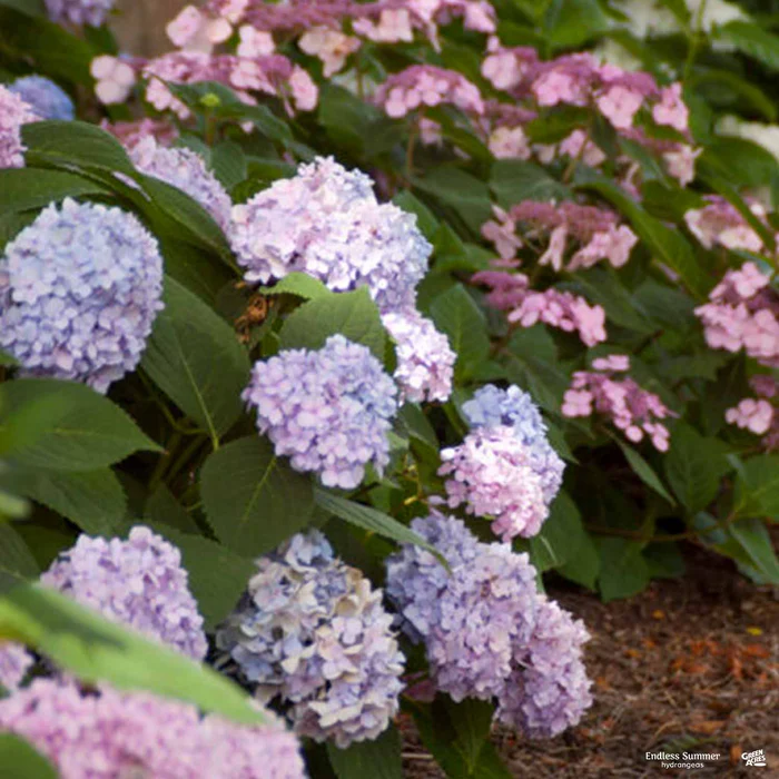 4159-endless-summer-the-original-bigleaf-hydrangea-4.webp Endless Summer The Original Bigleaf Hydrangea